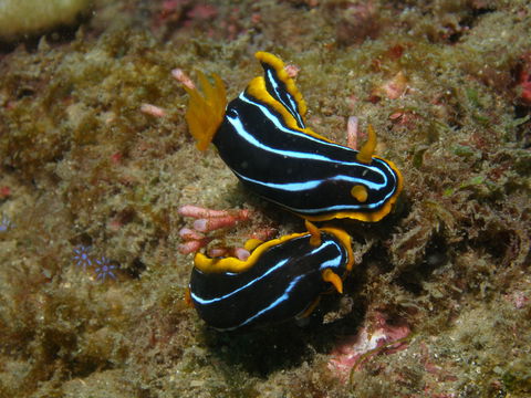 Mudjimba (Old Woman) Island Dive Site - Kawana Tourism 1
