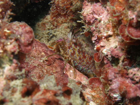 Mudjimba (Old Woman) Island Dive Site - Kawana Tourism 2
