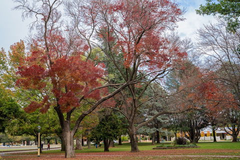 Queanbeyan Central Park - Kawana Tourism 1