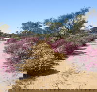 Reynoldson's Flora Reserve - Kawana Tourism