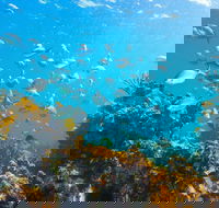 Snorkelling McKenzies Beach - Kawana Tourism