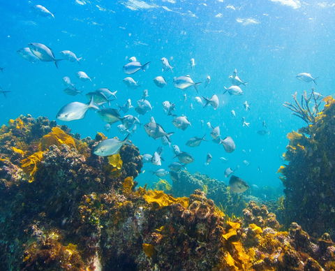 Snorkelling McKenzies Beach - Kawana Tourism 0