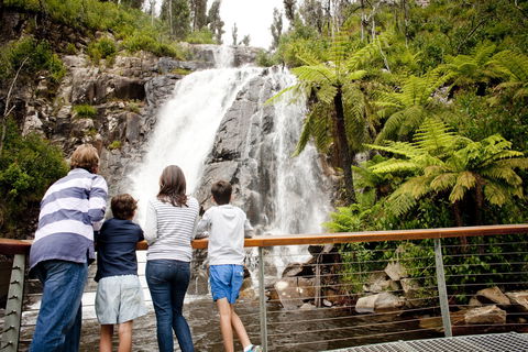 Steavenson Falls - Kawana Tourism 0