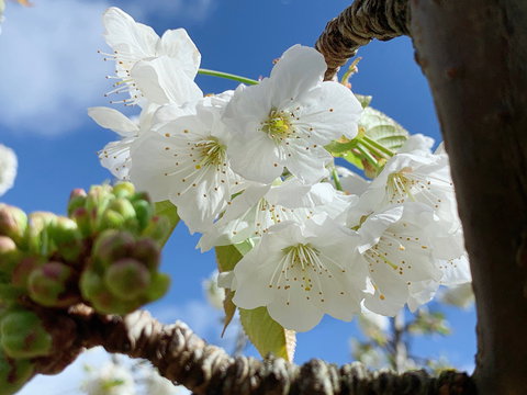 Tasmania Birchs Bay Cherries - Kawana Tourism 0