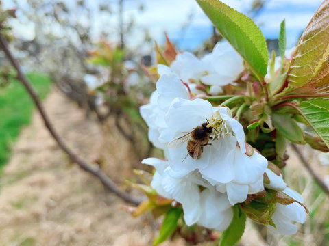 Tasmania Birchs Bay Cherries - Kawana Tourism 1