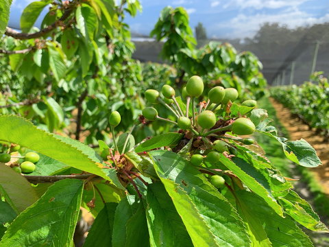 Tasmania Birchs Bay Cherries - Kawana Tourism 2