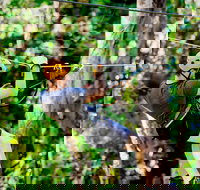 TreeTop Challenge Currumbin Wildlife Sanctuary - Kawana Tourism