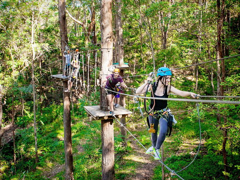 TreeTop Challenge Currumbin Wildlife Sanctuary - Kawana Tourism 1