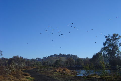 Tumut Wetlands - Kawana Tourism 1