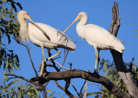 Tumut Wetlands - Kawana Tourism 2