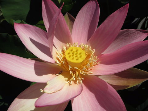 Wallis Creek Water Garden - Kawana Tourism 0