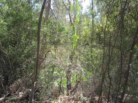 Wangaratta Common Nature Conservation Reserve - Kawana Tourism 0