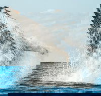 Premier Whale Watching Byron Bay - Kawana Tourism