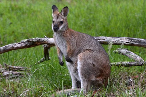 Ultimate Blue Mountains And Wildlife Tour - Kawana Tourism 2