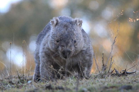 Ultimate Blue Mountains And Wildlife Tour - Kawana Tourism 3