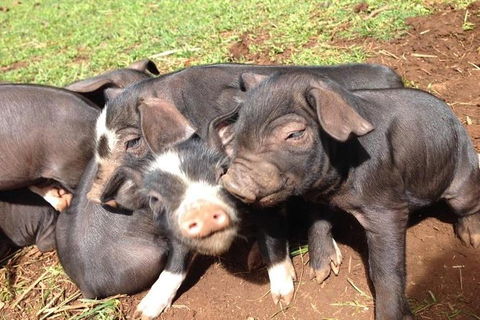 Paddock To Plate Farm Tour And Tasting - Kawana Tourism 9
