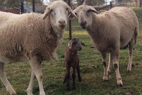 Paddock To Plate Farm Tour And Tasting - Kawana Tourism 7