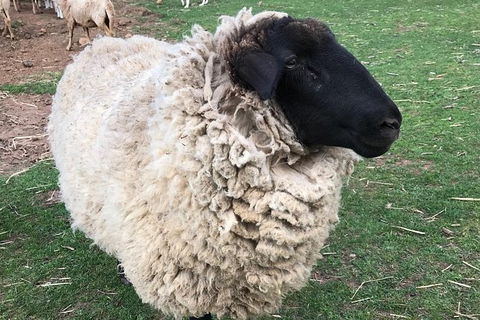 Paddock To Plate Farm Tour And Tasting - Kawana Tourism 3