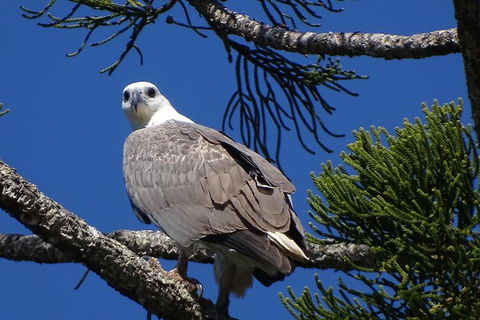 Byron Bay Rainforest Eco-Cruise - Kawana Tourism 2