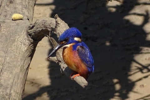 Byron Bay Sunset Rainforest Eco-Cruise - Kawana Tourism 3