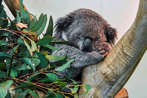Blue Mountains Highlights, Wildlife Park And Scenic World Full Day Private Tour - Kawana Tourism 1