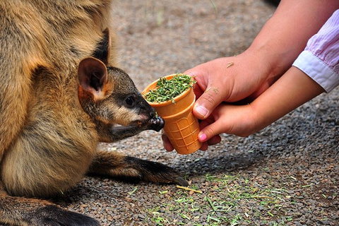 Blue Mountains Highlights, Wildlife Park And Scenic World Full Day Private Tour - Kawana Tourism 3