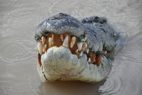Jumping Crocodile Day Trip From Darwin - Kawana Tourism 0