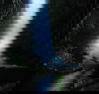 Mt Tamborine National Park 4WD Nocturnal Rainforest and Glow Worm Tour - Kawana Tourism