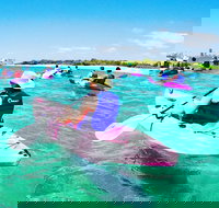 Half Day Dolphin Kayaking and Snorkeling Tour - Kawana Tourism