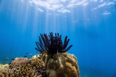 Full-Day Cruise Tour To Frankland Islands Great Barrier Reef - Kawana Tourism 7