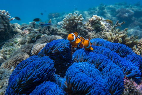 Full-Day Cruise Tour To Frankland Islands Great Barrier Reef - Kawana Tourism 22