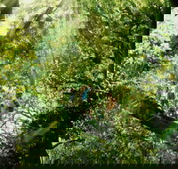 Gold Coast Lamington National Park and Tamborine Mountain 4WD Ecotour - Kawana Tourism