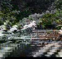Everglades Eco Safari to Australia's Everglades - Kawana Tourism