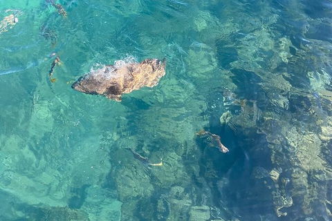 Aquascene Magnetic Island Discovery Tour - Kawana Tourism 6