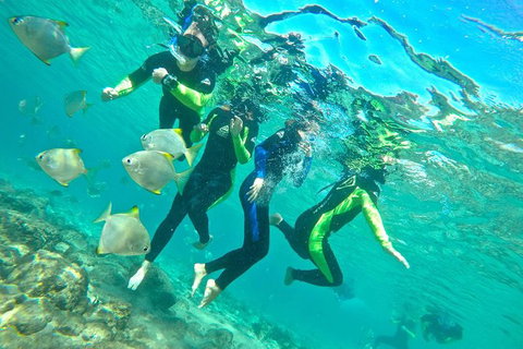 Half-Day Kayak, SUP And Snorkel Tour At Wave Break Island With Lunch - Kawana Tourism 7