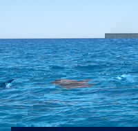Noosa Wild Dolphin Safari - Kawana Tourism