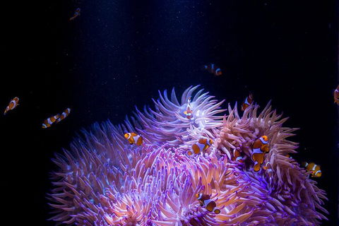 SEA LIFE Sunshine Coast Aquarium Entrance Ticket - Kawana Tourism 1