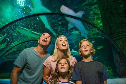 SEA LIFE Sunshine Coast Aquarium Entrance Ticket - Kawana Tourism 3