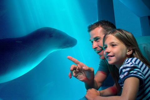 SEA LIFE Sunshine Coast Aquarium Entrance Ticket - Kawana Tourism 0