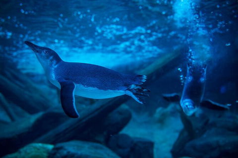 SEA LIFE Sunshine Coast Aquarium Entrance Ticket - Kawana Tourism 2