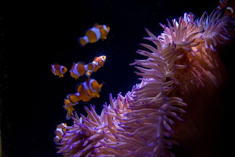 SEA LIFE Sunshine Coast Aquarium Entrance Ticket - Kawana Tourism 6