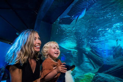 SEA LIFE Sunshine Coast Aquarium Entrance Ticket - Kawana Tourism 4