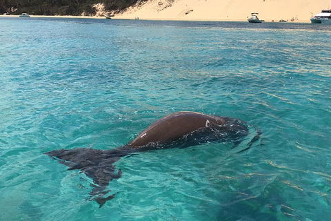 Eco Marine Safari - Boom Netting & Snorkeling Moreton Island - Roma St Transfers - Kawana Tourism 7