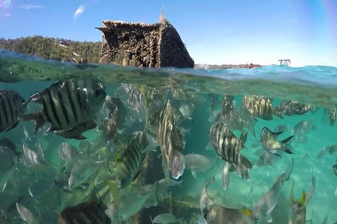 Eco Marine Safari - Boom Netting & Snorkeling Moreton Island - Roma St Transfers - Kawana Tourism 10