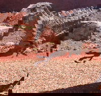 Age of Dinosaurs Museum Half Day Tour - Kawana Tourism