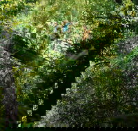 Tamborine Lamington OReillys - Rainforest  Wildlife Tour - Kawana Tourism