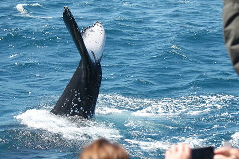 Half-Day Whale Watching In Urangan - Kawana Tourism 2