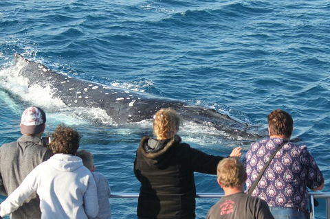Half-Day Whale Watching In Urangan - Kawana Tourism 5