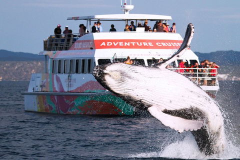 Half-Day Whale Watching In Urangan - Kawana Tourism 0