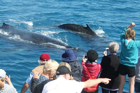 Half-Day Whale Watching In Urangan - Kawana Tourism 4
